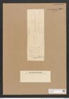Hantzschia amphioxys var. capensis Grun. (de-Toni-Nr.: Genus 50, Species 2204) Zeichnungen Sammlung Grunow Nr. 4604 (NHMW-BOT-W0372638)